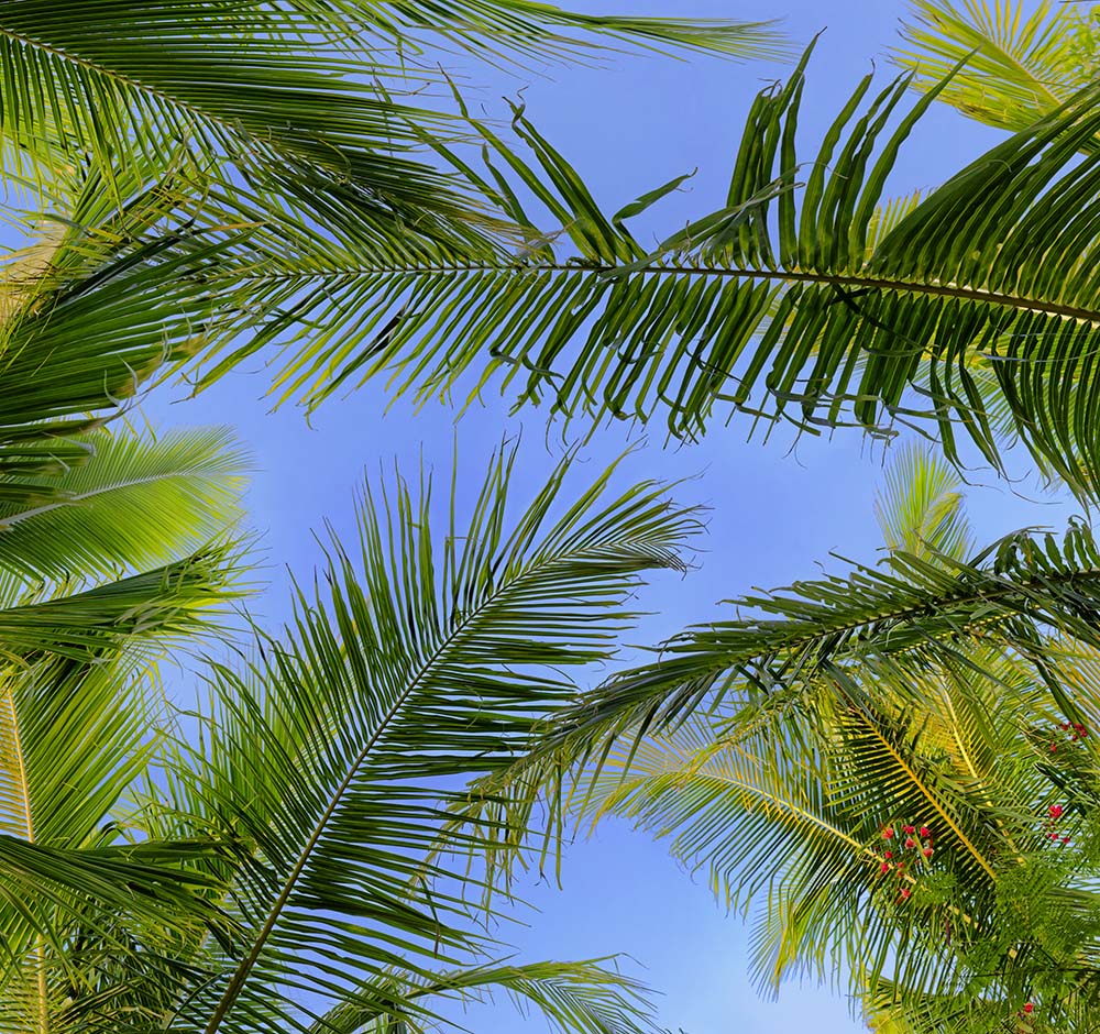 palm trees 02a _ 15k x 14k